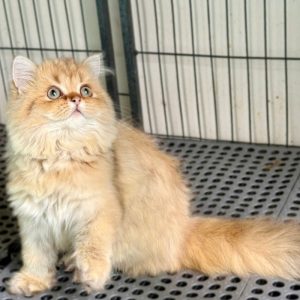Mèo Anh lông dài chân lùn màu silver mã ALD5623