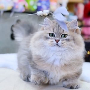 Mèo Anh lông dài chân lùn màu bicolor mã ALD3109