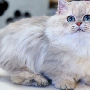 Mèo Anh lông dài màu xám xanh mã ALD7432