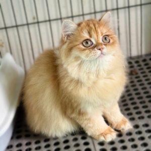 Mèo Anh lông dài chân lùn màu xám mã ALD6055