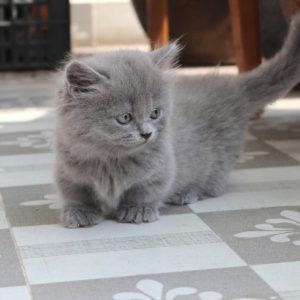 Mèo Anh lông dài chân lùn màu Hima mã ALD9907