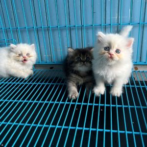 Mèo Anh lông dài màu silver mã ALD8234