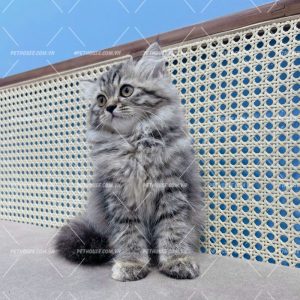 Mèo Anh lông dài chân lùn màu đen mã ALD2567