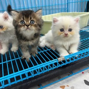 Mèo Anh lông dài màu bicolor mã ALD7891