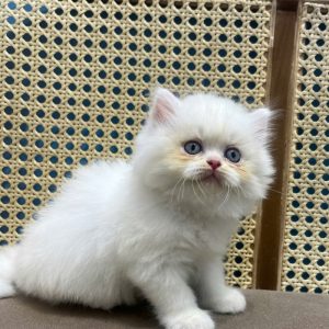 Mèo Anh lông dài màu Hima mã ALD9303
