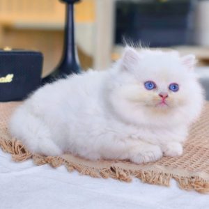 Mèo Anh lông dài chân lùn màu đen mã ALD5591