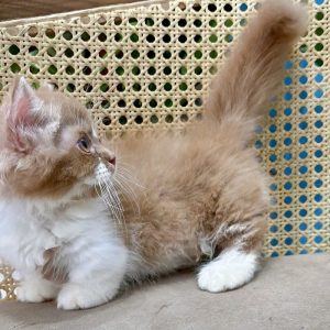 Mèo Anh lông dài màu bicolor mã ALD1287