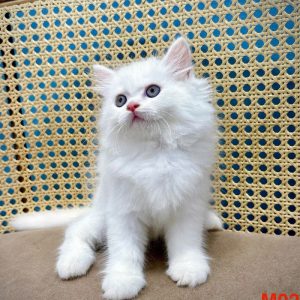 Mèo Anh lông dài chân lùn màu xám xanh mã ALD4402
