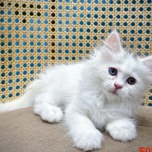 Mèo Anh lông dài màu xám mã ALD6734