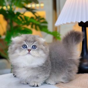 Mèo Anh lông dài chân lùn màu đen mã ALD2104