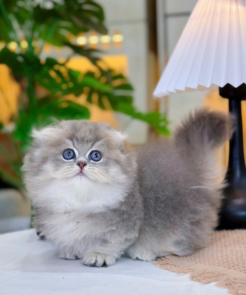 Mèo Anh lông dài chân lùn màu đen mã ALD2104 1 Mèo Anh lông dài chân lùn màu đen mã ALD2104