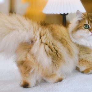 Mèo Anh lông dài chân lùn màu xám xanh mã ALD7560