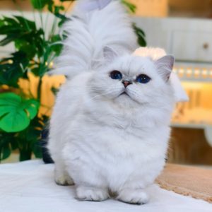 Mèo Anh lông dài màu xám mã ALD3993