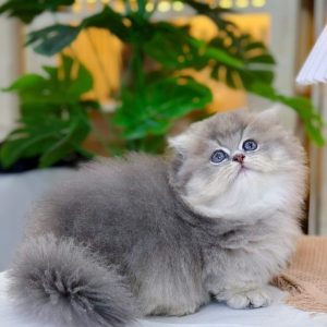 Mèo Anh lông dài chân lùn màu trắng mã ALD6026