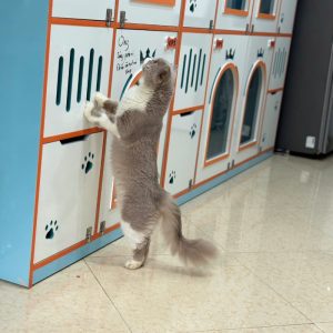 Mèo Anh lông dài màu Hima mã ALD9459