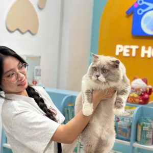 Mèo Anh lông dài chân lùn màu tam thể mã ALD4882