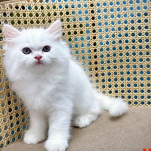 Mèo Anh lông dài màu golden mã ALD1051