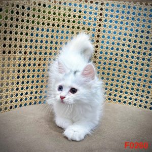 Mèo Anh lông dài chân lùn màu silver mã ALD8504