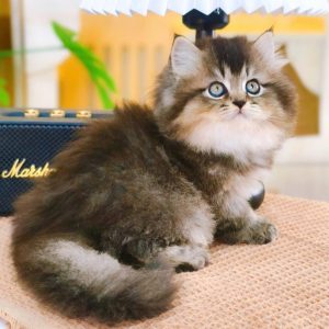 Mèo Anh lông dài chân lùn màu bicolor mã ALD5360