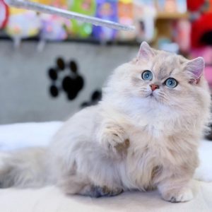 Mèo Anh lông dài chân lùn màu tam thể mã ALD7789