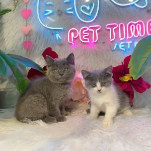 Mèo Anh lông ngắn màu lilac mã UMA6902