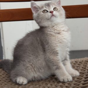 Mèo Anh lông ngắn chân lùn màu lilac mã VXI8429