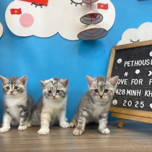 Mèo Anh lông ngắn màu xám xanh mã QFI3690