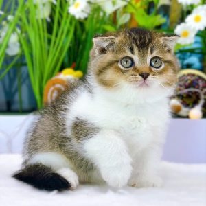 Mèo Anh lông ngắn chân lùn màu xám xanh mã UZW6145