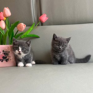 Mèo Anh lông ngắn màu lilac mã PXG7309