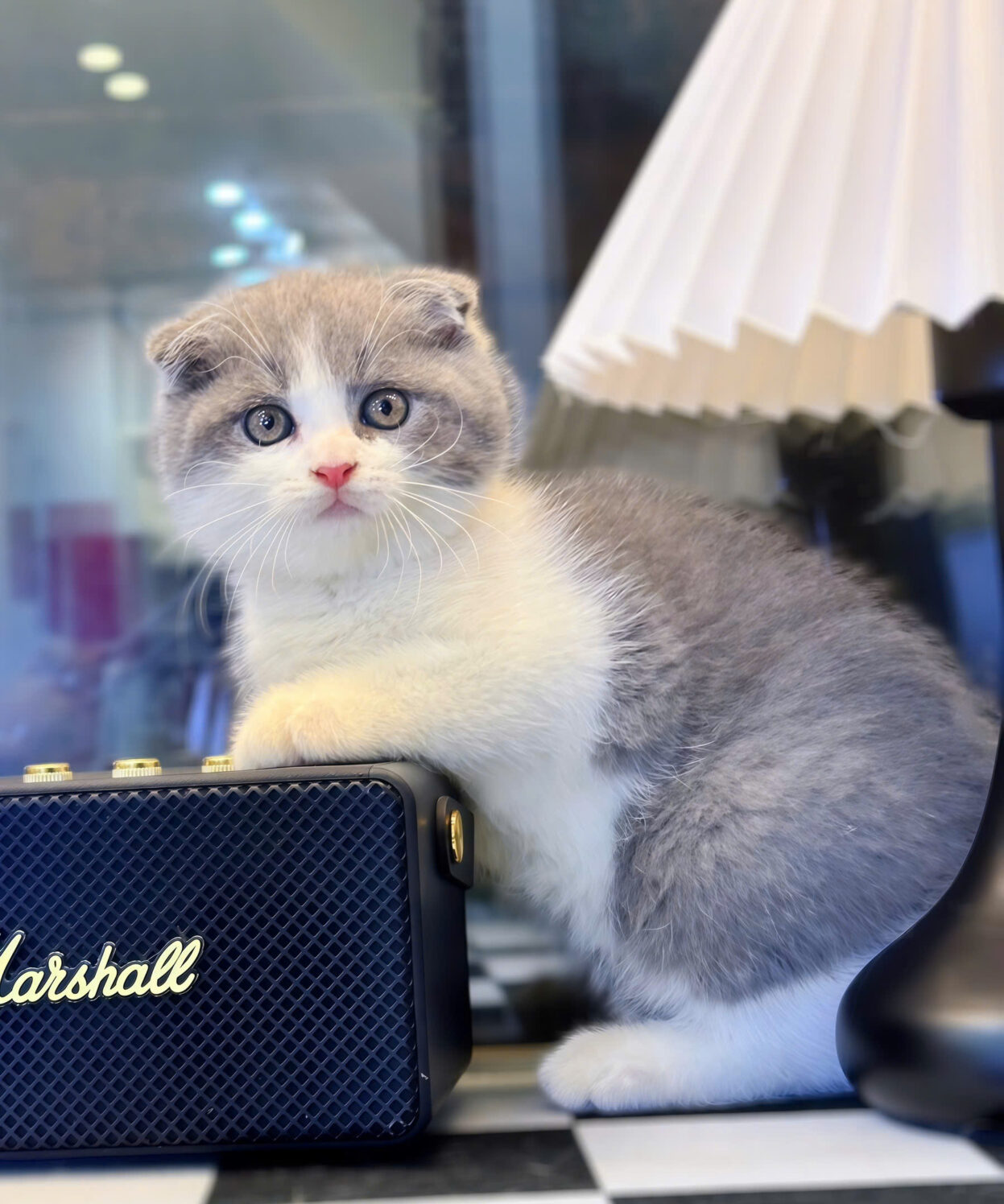 Mèo Anh tai cụp, giá bán, đặc điểm và cách nuôi 6 Mèo Anh tai cụp, giá bán, đặc điểm và cách nuôi