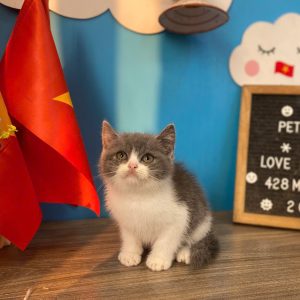 Mèo Anh lông ngắn chân lùn màu lilac mã QHB9584