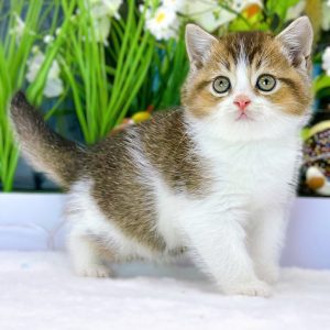 Mèo Anh lông ngắn màu xám xanh mã JKL2047