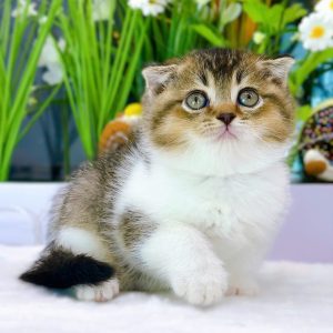 Mèo Anh lông ngắn chân lùn màu xám xanh mã YDB5163