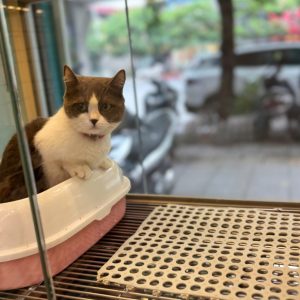 Mèo Anh lông ngắn màu lilac mã WKL8392