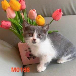 Mèo Anh lông ngắn màu cy11 mã HRQ5382