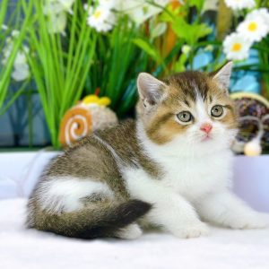 Mèo Anh lông ngắn chân lùn màu xám xanh mã VQX4701