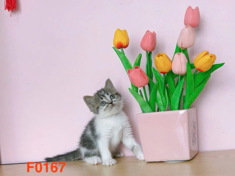 Mèo Anh lông ngắn màu lilac mã UBN1476 1 Mèo Anh lông ngắn màu lilac mã UBN1476