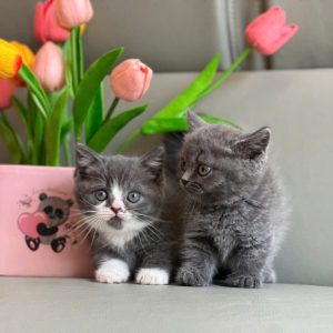 Mèo Anh lông ngắn chân lùn màu lilac mã YXS0264
