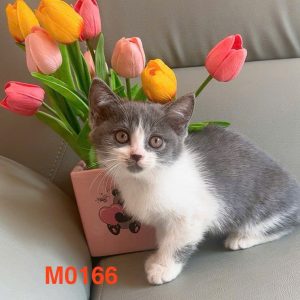 Mèo Anh lông ngắn chân lùn màu xám xanh mã NMB1942