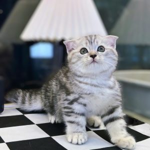 Mèo Anh lông ngắn màu lilac mã ZJN8171