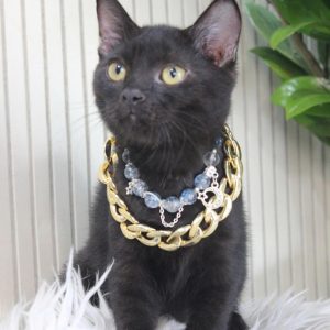 Mèo Anh lông ngắn màu xám xanh mã QFU9074