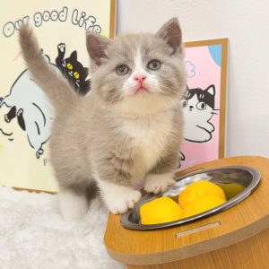 Mèo Anh lông ngắn chân lùn màu xám xanh mã ZPI2154