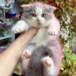 Mèo Anh lông ngắn chân lùn màu tam thể mã EWH3910