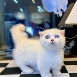 Mèo Anh lông ngắn màu xám xanh mã HDC0657