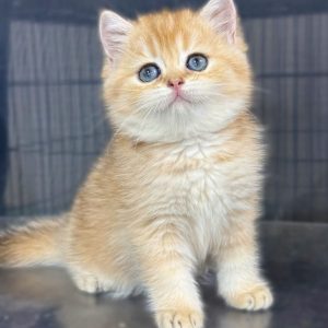 Mèo Anh lông ngắn màu lilac mã OHE2906