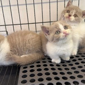 Mèo Anh lông ngắn màu blue golden mã BWI1840