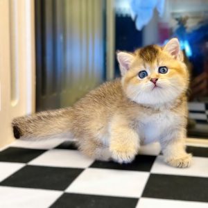 Mèo Anh lông ngắn màu blue golden mã XEP3102