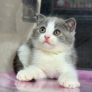 Mèo Anh lông ngắn màu lilac mã UYO2713