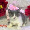Mèo Anh lông ngắn màu xám xanh mã JDI8437 3 meo anh long ngan 74