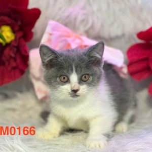 Mèo Anh lông ngắn màu xám xanh mã JDI8437